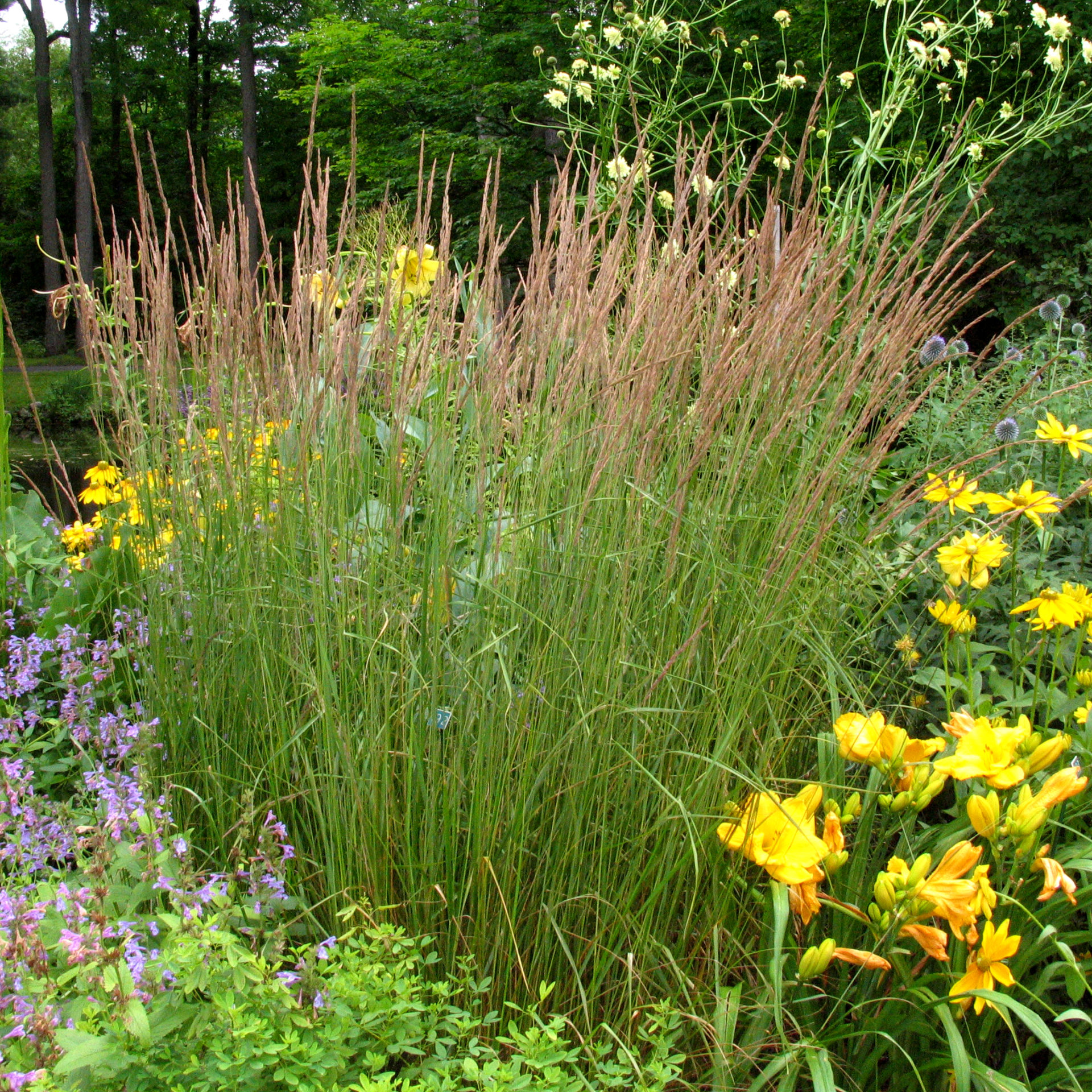 Calamagrostis Karl Foerster Centre Jardins Québec