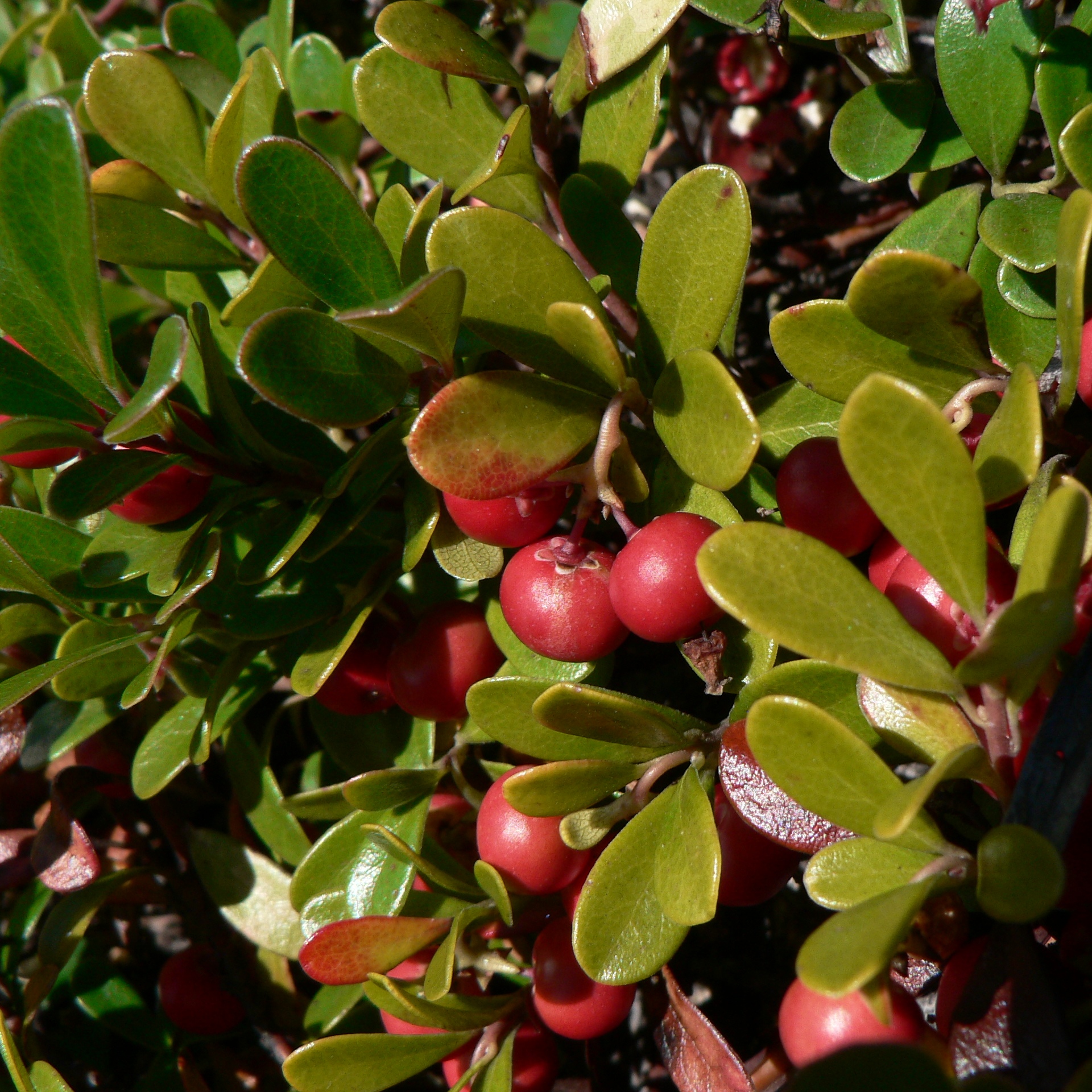 Arctostaphylos uva ursi Massachusetts - Centre Jardins Québec